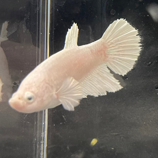 the-fish-farm Female Betta Female Betta - One Only - Y Choose your own Female Betta at The Fish Farm Australia
