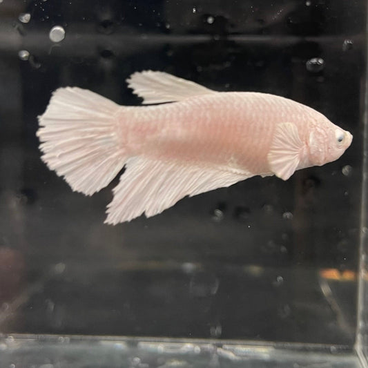 the-fish-farm Female Betta Female Betta - One Only - Y Choose your own Female Betta at The Fish Farm Australia