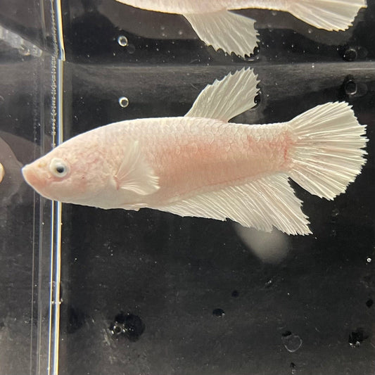 the-fish-farm Female Betta Female Betta - One Only - Y Choose your own Female Betta at The Fish Farm Australia