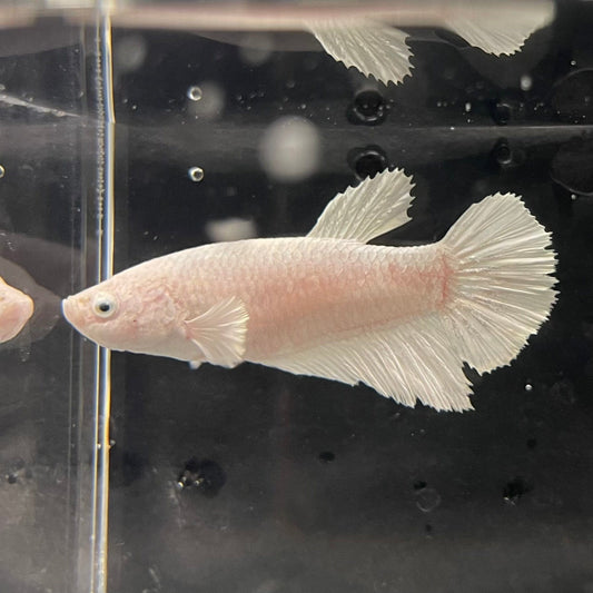 the-fish-farm Female Betta Female Betta - One Only - Y Choose your own Female Betta at The Fish Farm Australia