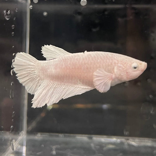 the-fish-farm Female Betta Female Betta - One Only - Y Choose your own Female Betta at The Fish Farm Australia