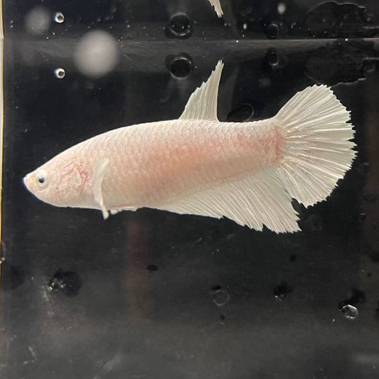 the-fish-farm Female Betta Female Betta - One Only - Y Choose your own Female Betta at The Fish Farm Australia