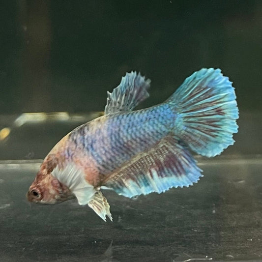 the-fish-farm Female Betta Female Betta - One Only - Y Choose your own Female Betta at The Fish Farm Australia