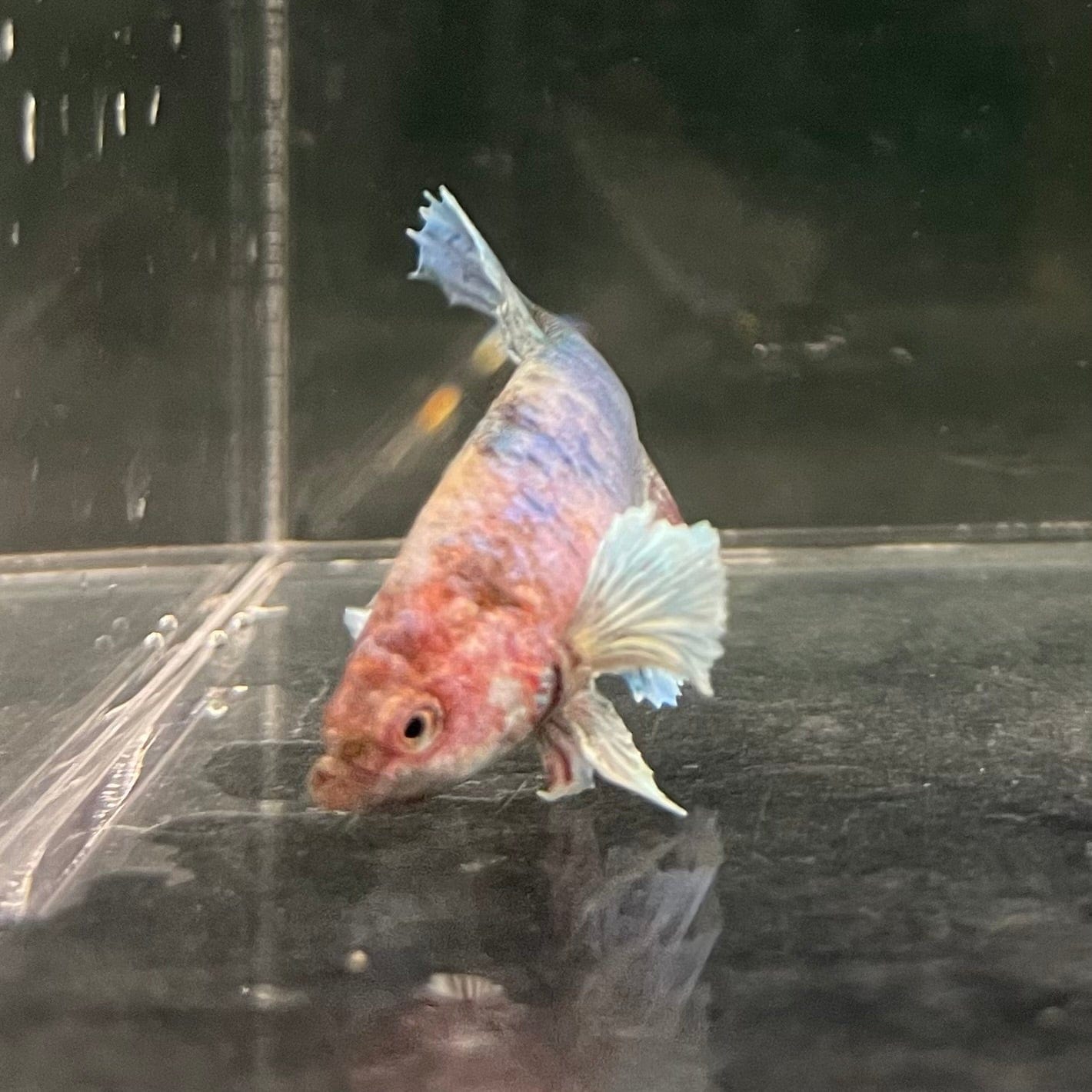 the-fish-farm Female Betta Female Betta - One Only - Y Choose your own Female Betta at The Fish Farm Australia