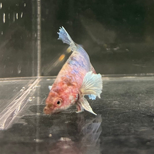 the-fish-farm Female Betta Female Betta - One Only - Y Choose your own Female Betta at The Fish Farm Australia