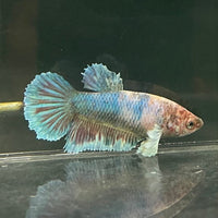the-fish-farm Female Betta Female Betta - One Only - Y Choose your own Female Betta at The Fish Farm Australia