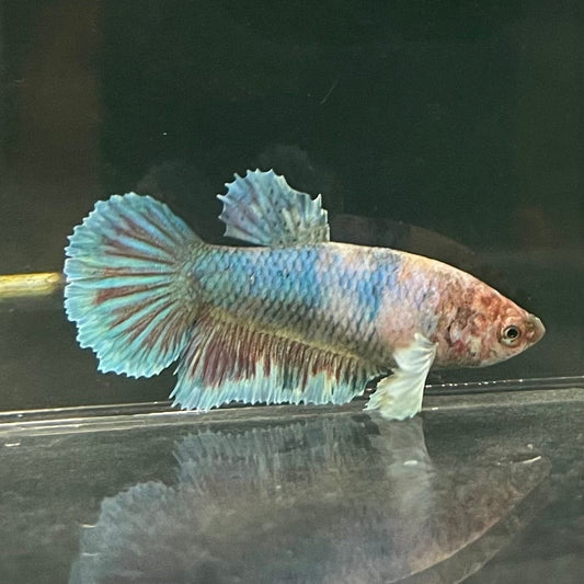 the-fish-farm Female Betta Female Betta - One Only - Y Choose your own Female Betta at The Fish Farm Australia
