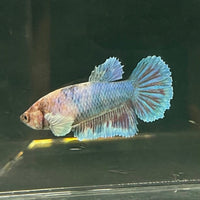 the-fish-farm Female Betta Female Betta - One Only - Y Choose your own Female Betta at The Fish Farm Australia