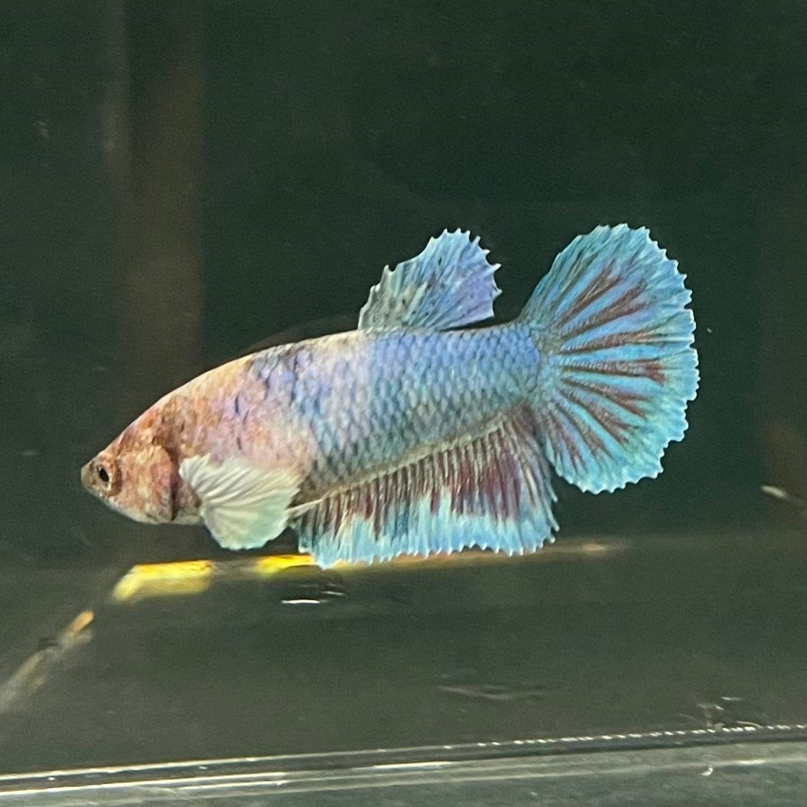 the-fish-farm Female Betta Female Betta - One Only - Y Choose your own Female Betta at The Fish Farm Australia