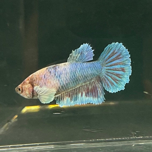 the-fish-farm Female Betta Female Betta - One Only - Y Choose your own Female Betta at The Fish Farm Australia