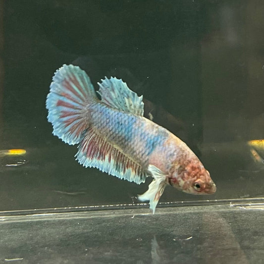 the-fish-farm Female Betta Female Betta - One Only - Y Choose your own Female Betta at The Fish Farm Australia