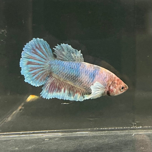 the-fish-farm Female Betta Female Betta - One Only - Y Choose your own Female Betta at The Fish Farm Australia