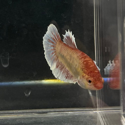 the-fish-farm Female Betta Female Betta - One Only - Y Choose your own Female Betta at The Fish Farm Australia