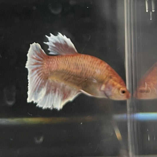 the-fish-farm Female Betta Female Betta - One Only - Y Choose your own Female Betta at The Fish Farm Australia