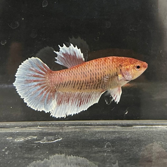the-fish-farm Female Betta Female Betta - One Only - Y Choose your own Female Betta at The Fish Farm Australia