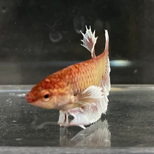 the-fish-farm Female Betta Female Betta - One Only - Y Choose your own Female Betta at The Fish Farm Australia