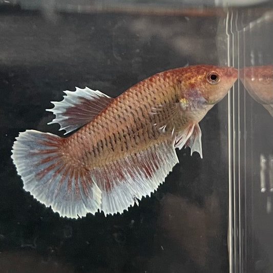 the-fish-farm Female Betta Female Betta - One Only - Y Choose your own Female Betta at The Fish Farm Australia