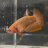 the-fish-farm Female Betta Female Betta - One Only - Y Choose your own Female Betta at The Fish Farm Australia