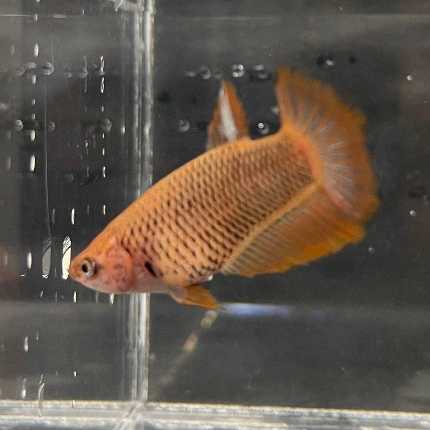 the-fish-farm Female Betta Female Betta - One Only - Y Choose your own Female Betta at The Fish Farm Australia