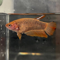 the-fish-farm Female Betta Female Betta - One Only - Y Choose your own Female Betta at The Fish Farm Australia