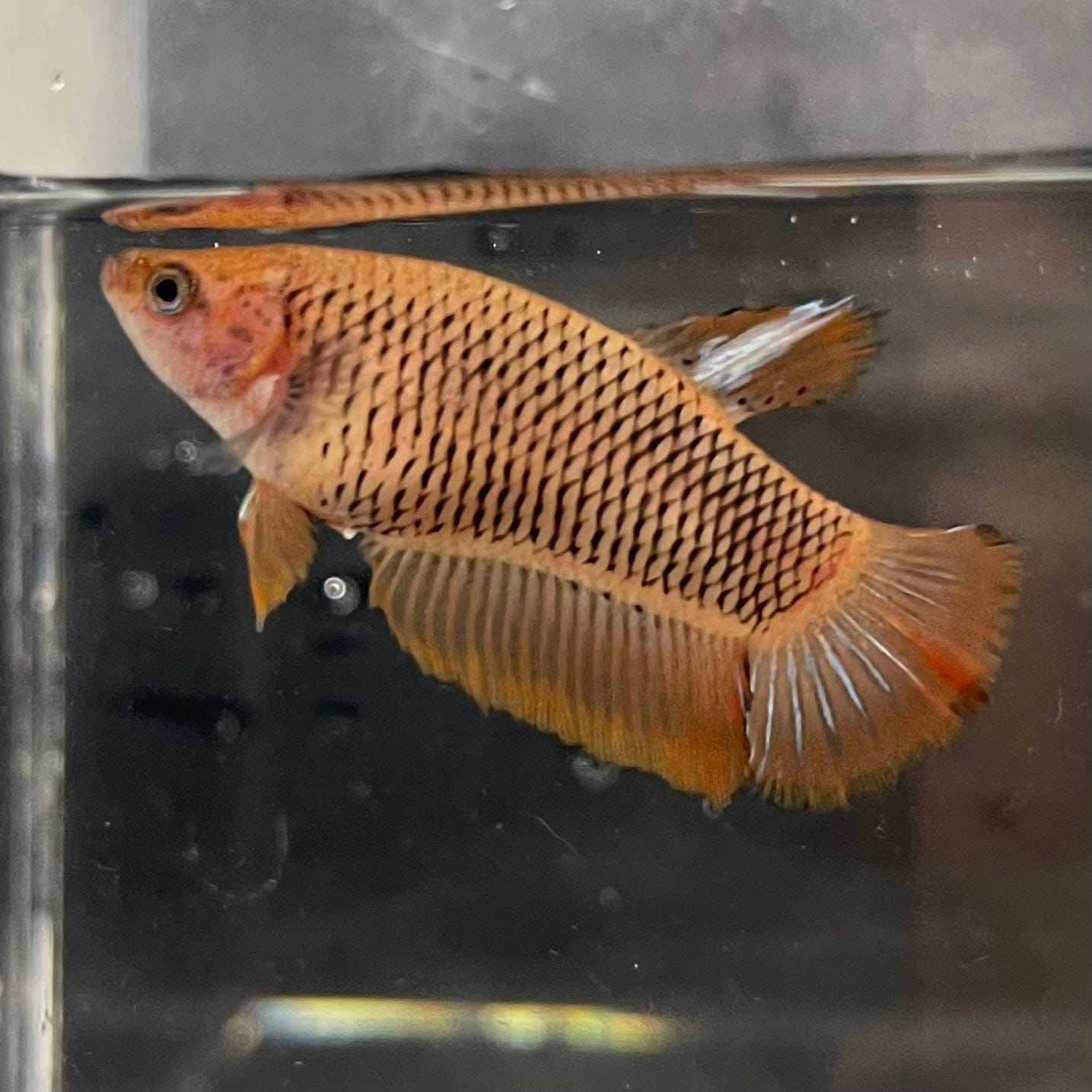 the-fish-farm Female Betta Female Betta - One Only - Y Choose your own Female Betta at The Fish Farm Australia