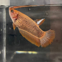 the-fish-farm Female Betta Female Betta - One Only - Y Choose your own Female Betta at The Fish Farm Australia