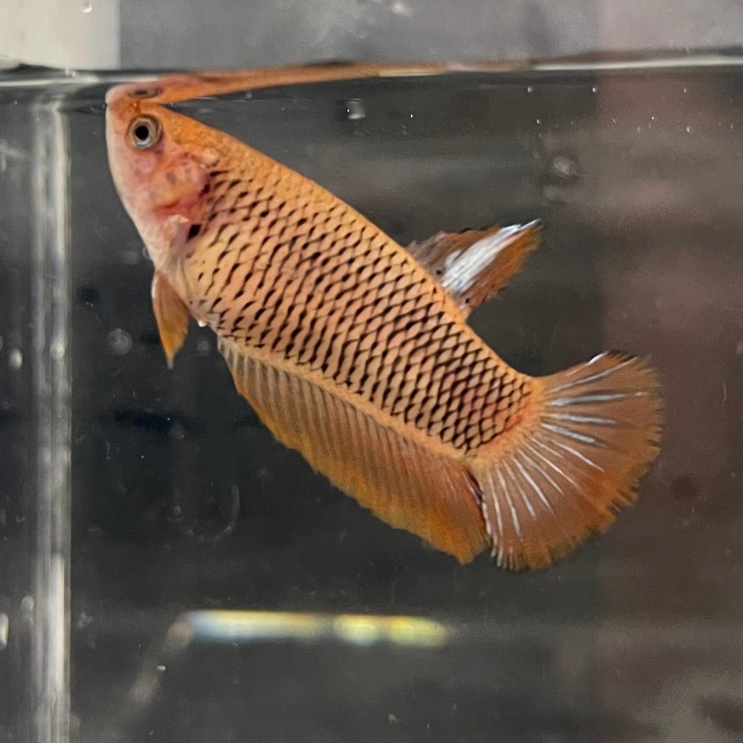 the-fish-farm Female Betta Female Betta - One Only - Y Choose your own Female Betta at The Fish Farm Australia