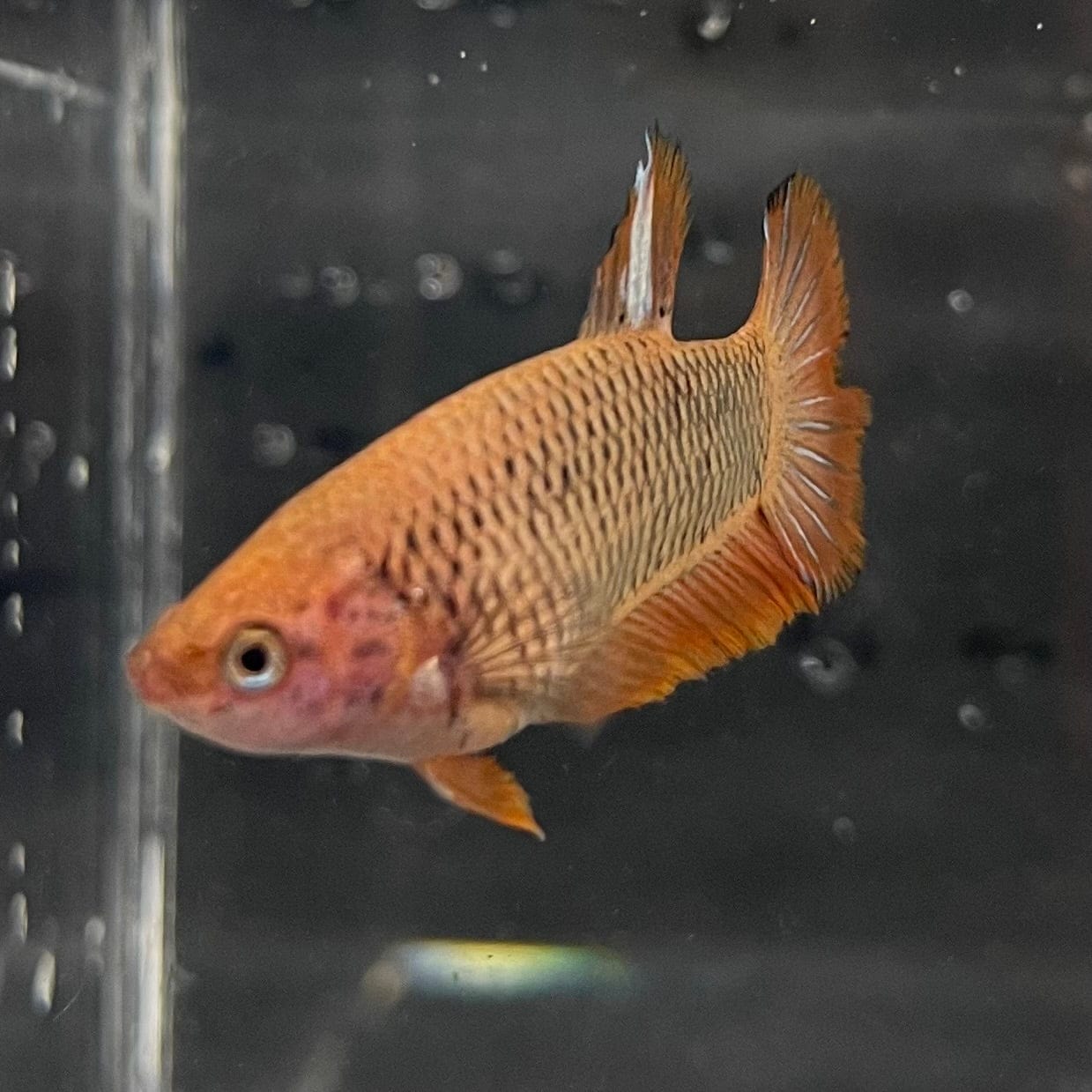 the-fish-farm Female Betta Female Betta - One Only - Y Choose your own Female Betta at The Fish Farm Australia