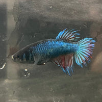 the-fish-farm Female Betta Female Betta - One Only - Y Choose your own Female Betta at The Fish Farm Australia