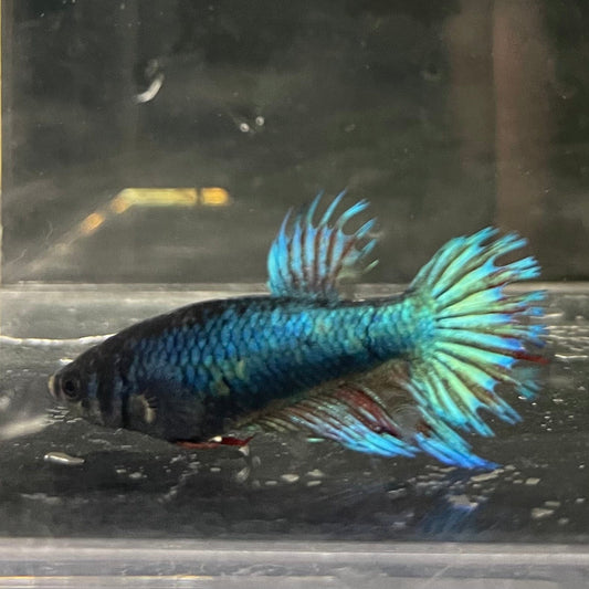 the-fish-farm Female Betta Female Betta - One Only - Y Choose your own Female Betta at The Fish Farm Australia