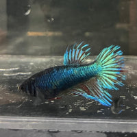 the-fish-farm Female Betta Female Betta - One Only - Y Choose your own Female Betta at The Fish Farm Australia