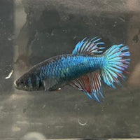 the-fish-farm Female Betta Female Betta - One Only - Y Choose your own Female Betta at The Fish Farm Australia