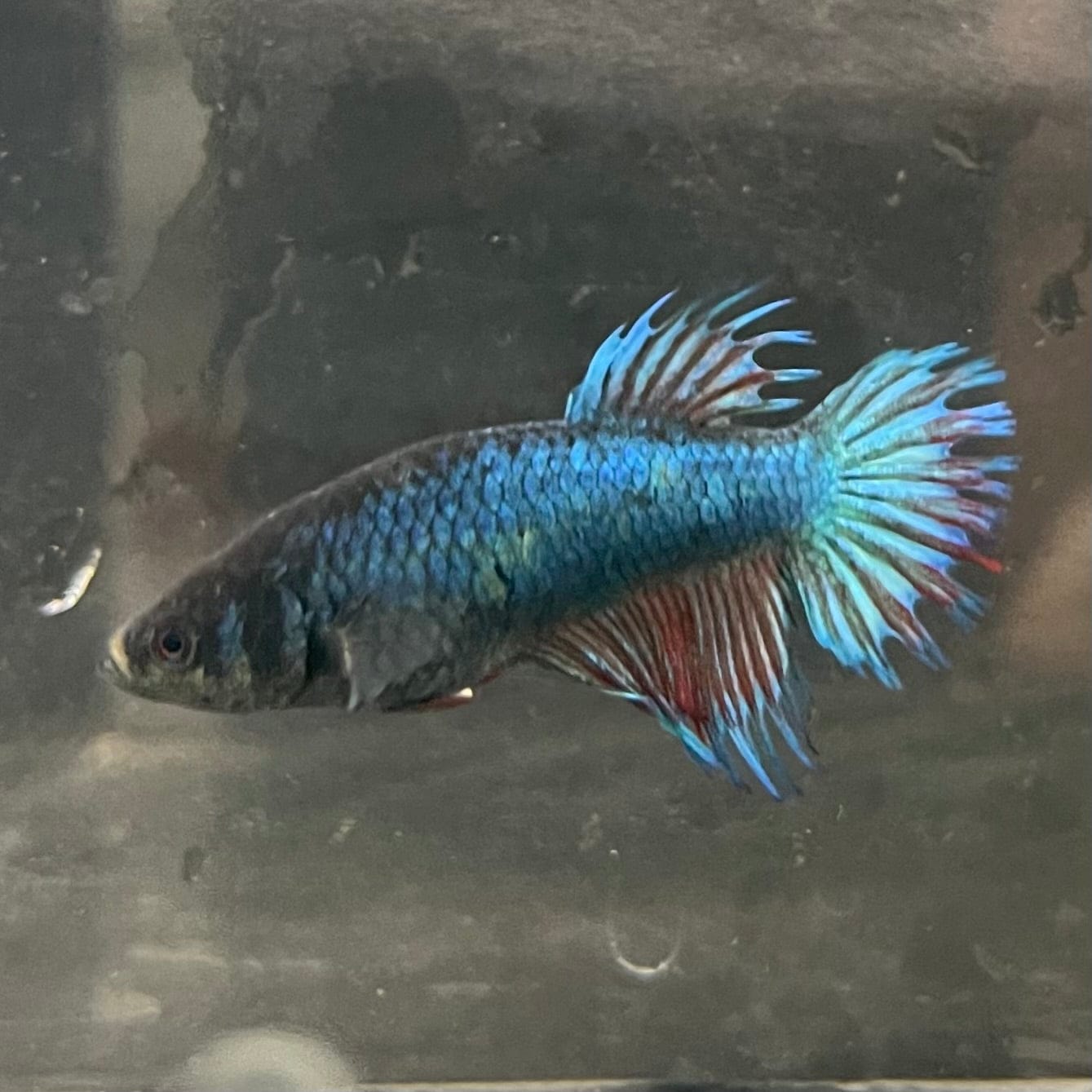 the-fish-farm Female Betta Female Betta - One Only - Y Choose your own Female Betta at The Fish Farm Australia