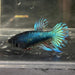 the-fish-farm Female Betta Female Betta - One Only - Y Choose your own Female Betta at The Fish Farm Australia