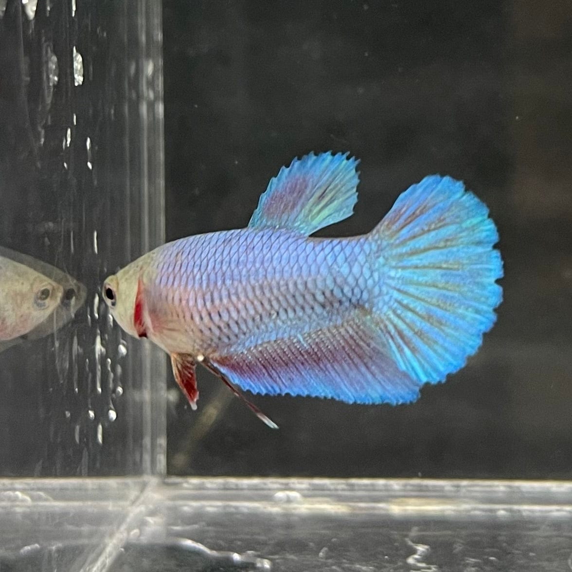 the-fish-farm Female Betta Female Betta - One Only - Y Choose your own Female Betta at The Fish Farm Australia