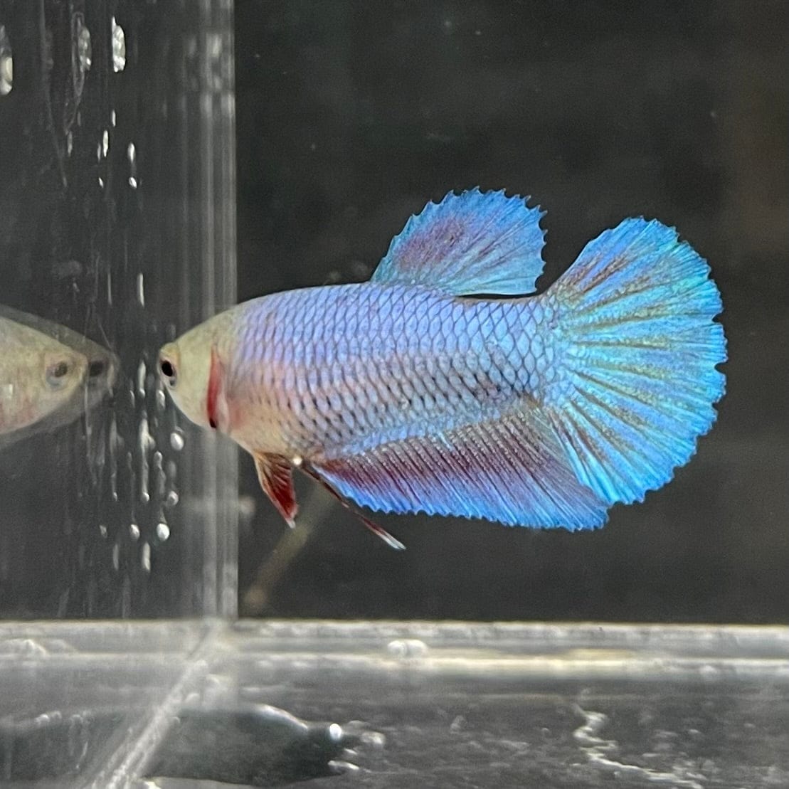 the-fish-farm Female Betta Female Betta - One Only - Y Choose your own Female Betta at The Fish Farm Australia