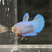 the-fish-farm Female Betta Female Betta - One Only - Y Choose your own Female Betta at The Fish Farm Australia