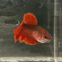 the-fish-farm Female Betta Female Betta - One Only - Y Choose your own Female Betta at The Fish Farm Australia