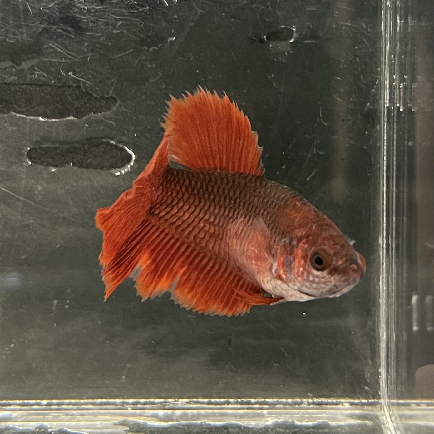 the-fish-farm Female Betta Female Betta - One Only - Y Choose your own Female Betta at The Fish Farm Australia