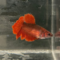 the-fish-farm Female Betta Female Betta - One Only - Y Choose your own Female Betta at The Fish Farm Australia