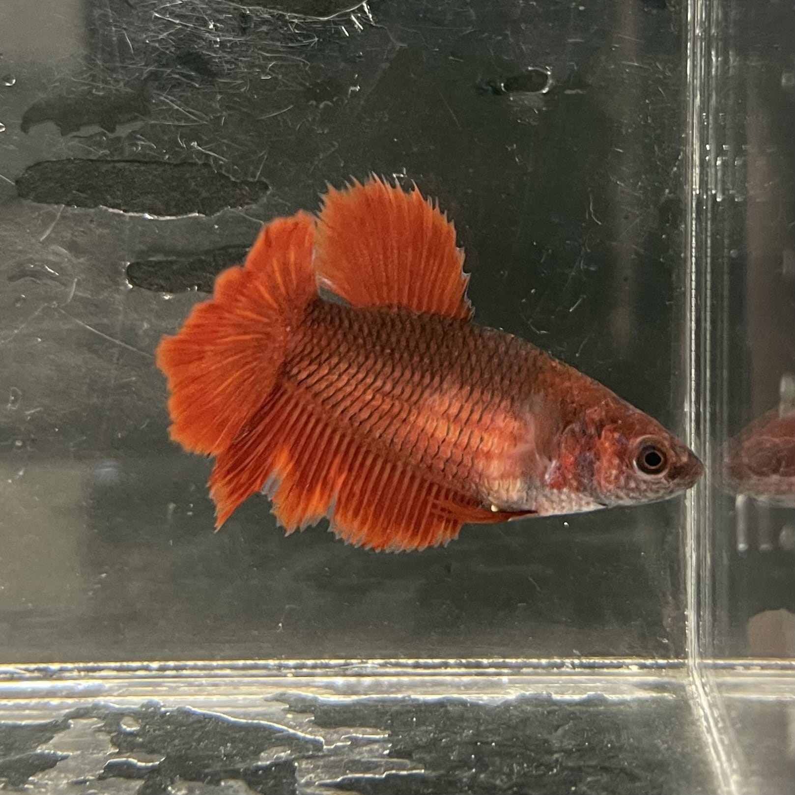 the-fish-farm Female Betta Female Betta - One Only - Y Choose your own Female Betta at The Fish Farm Australia