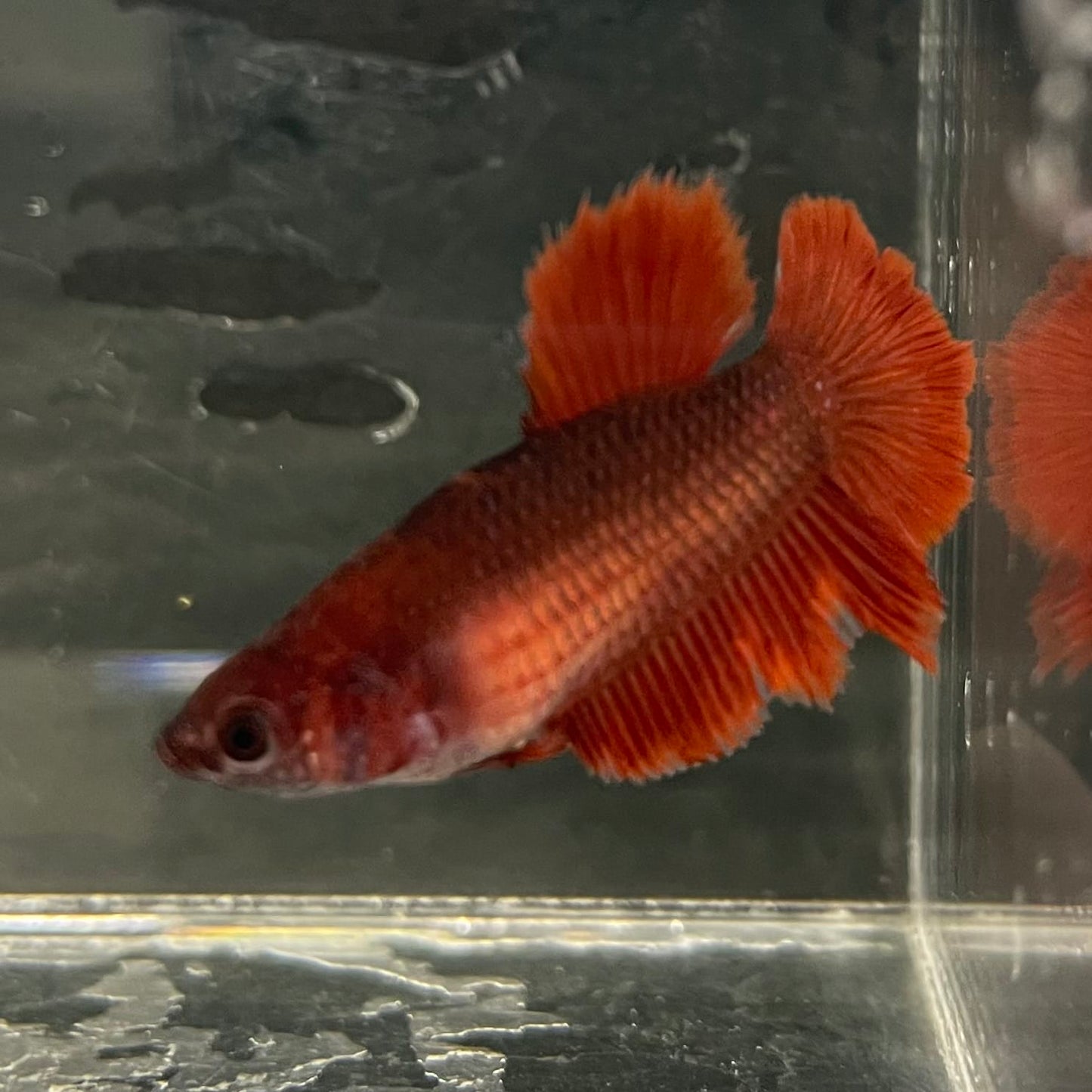 the-fish-farm Female Betta Female Betta - One Only - Y Choose your own Female Betta at The Fish Farm Australia