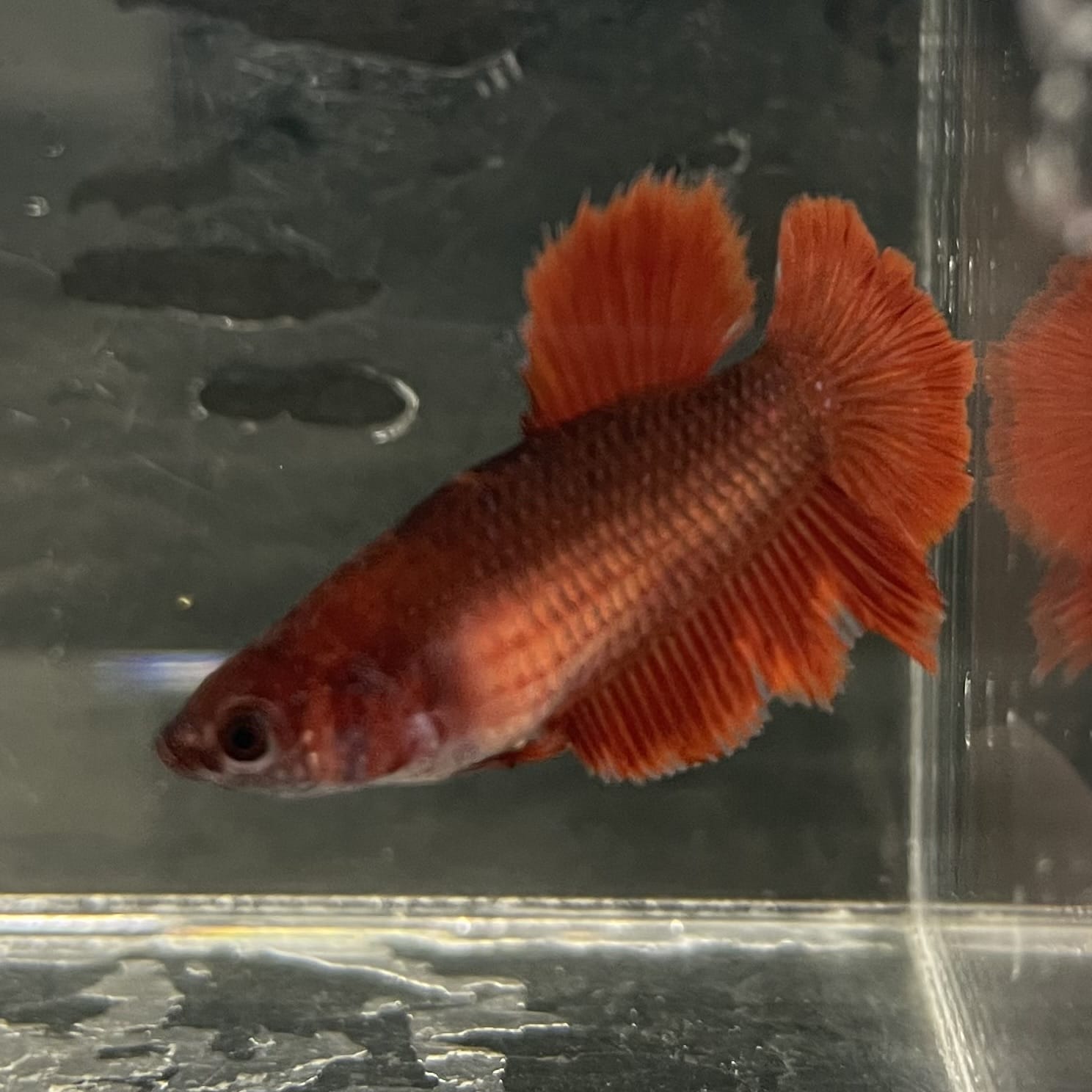 the-fish-farm Female Betta Female Betta - One Only - Y Choose your own Female Betta at The Fish Farm Australia