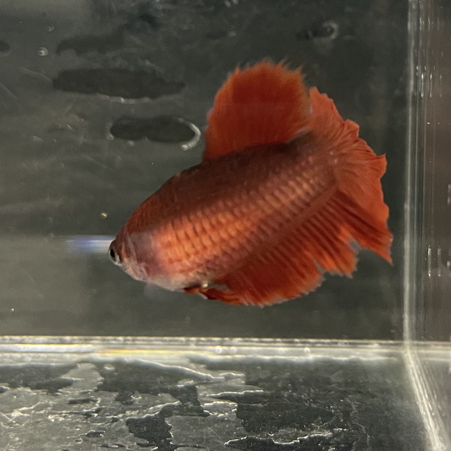 the-fish-farm Female Betta Female Betta - One Only - Y Choose your own Female Betta at The Fish Farm Australia