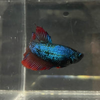 the-fish-farm Female Betta Female Betta - One Only - Y Choose your own Female Betta at The Fish Farm Australia