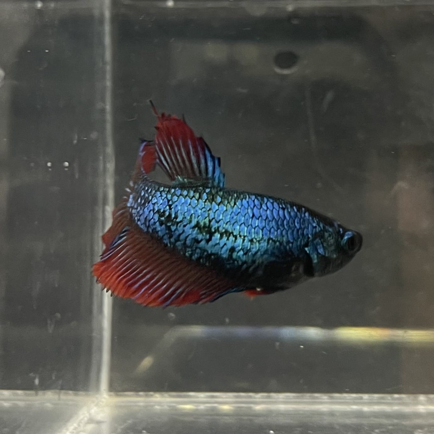 the-fish-farm Female Betta Female Betta - One Only - Y Choose your own Female Betta at The Fish Farm Australia