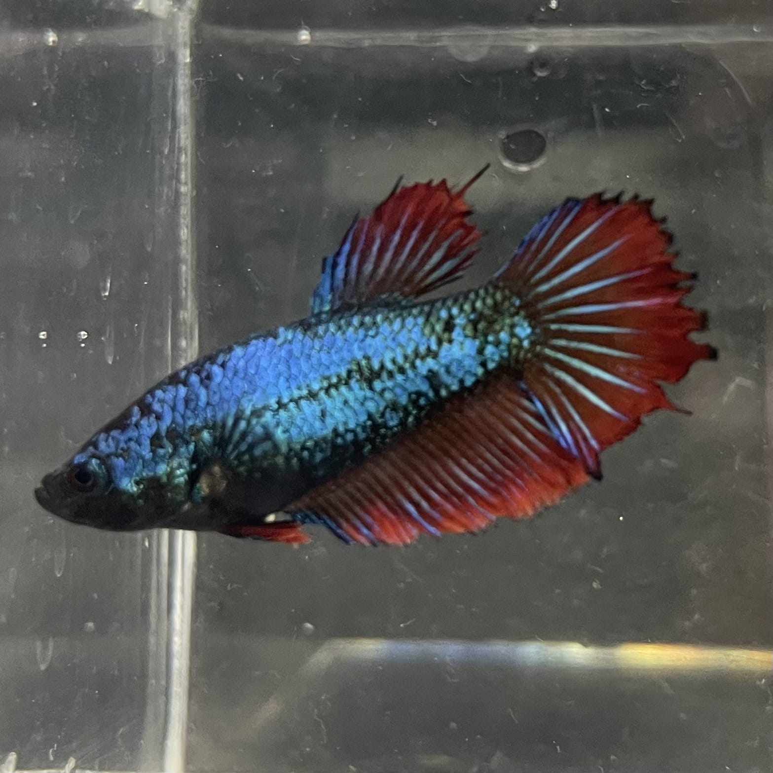 the-fish-farm Female Betta Female Betta - One Only - Y Choose your own Female Betta at The Fish Farm Australia