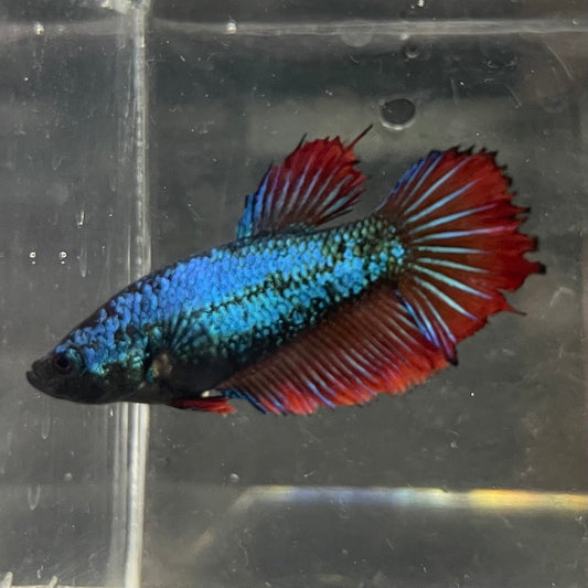 the-fish-farm Female Betta Female Betta - One Only - Y Choose your own Female Betta at The Fish Farm Australia