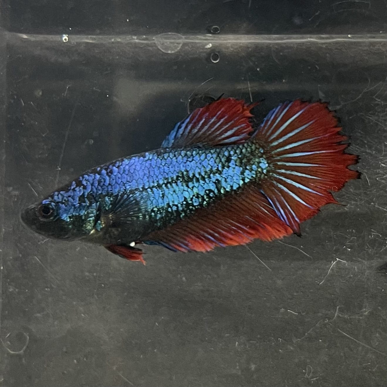 the-fish-farm Female Betta Female Betta - One Only - Y Choose your own Female Betta at The Fish Farm Australia