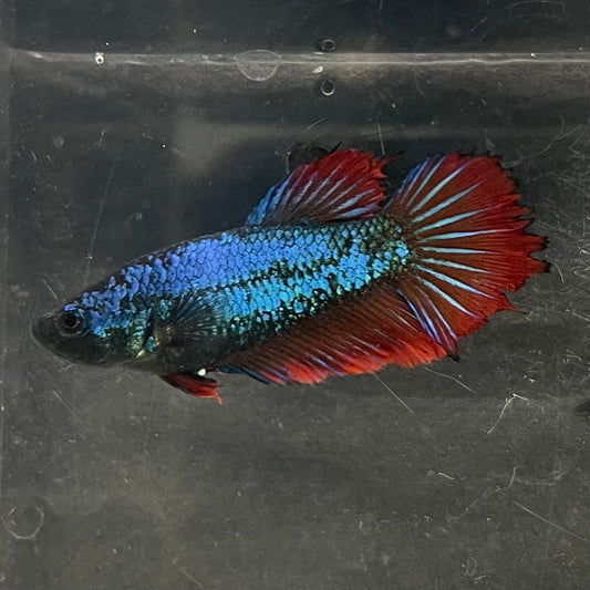 the-fish-farm Female Betta Female Betta - One Only - Y Choose your own Female Betta at The Fish Farm Australia